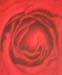heart of a rose